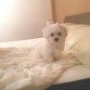 Revoloteando la cama